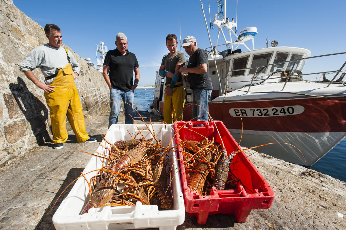 Des langoustes en direct de la mer d'Iroise Langouste Bretonnes fraichement pêchées